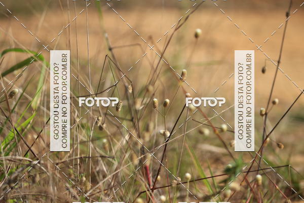 Buy your photos of the eventCampeonato Estadual de Rally de Regularidade - 3 Etapa on Fotop