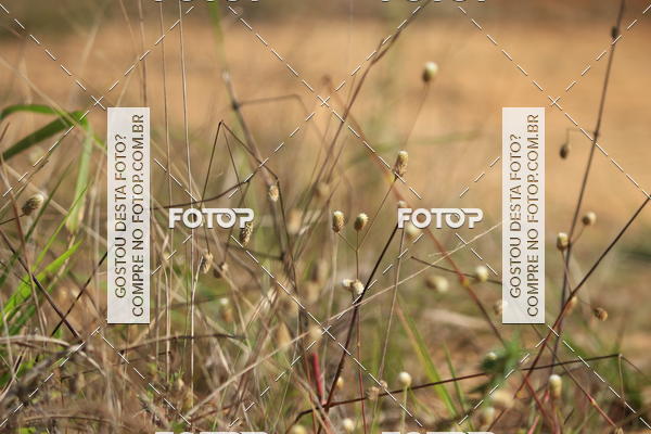 Buy your photos of the eventCampeonato Estadual de Rally de Regularidade - 3 Etapa on Fotop