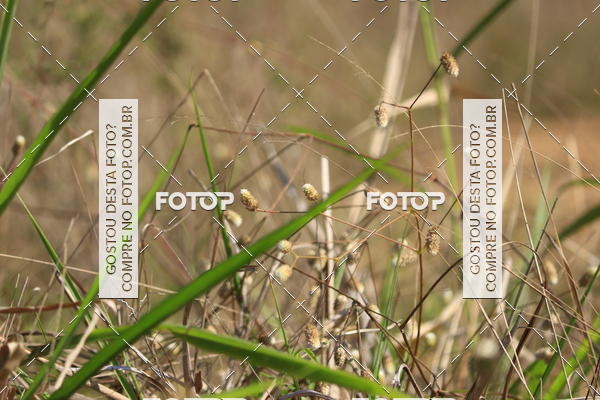 Buy your photos of the eventCampeonato Estadual de Rally de Regularidade - 3 Etapa on Fotop