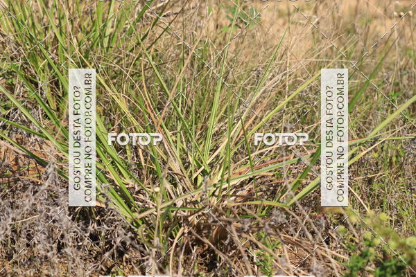 Buy your photos of the eventCampeonato Estadual de Rally de Regularidade - 3 Etapa on Fotop