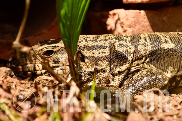 Buy your photos of the eventNR1 - OL� 6� Ano - 11 a 14/09/18 on Fotop