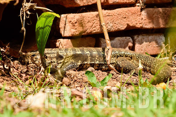 Buy your photos of the eventNR1 - OL� 6� Ano - 11 a 14/09/18 on Fotop
