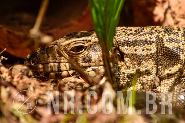 Buy your photos of the eventNR1 - OL� 6� Ano - 11 a 14/09/18 on Fotop