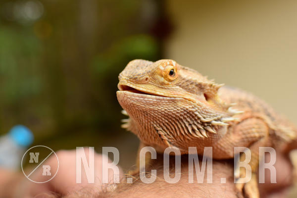 Buy your photos of the eventNR1 - Cl�ssico de 16 a 18/09/18 on Fotop