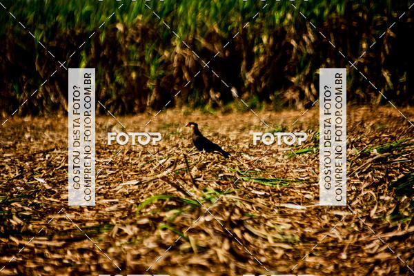 Buy your photos of the eventCampeonato Mineiro SENSE de Maratona - MTB on Fotop