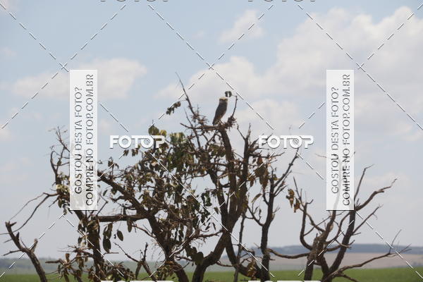 Buy your photos of the eventCampeonato Mineiro SENSE de Maratona - MTB on Fotop