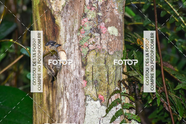 Buy your photos of the eventTreino na Estrada Velha de Santos on Fotop