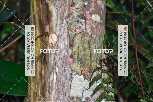 Buy your photos of the eventTreino na Estrada Velha de Santos on Fotop