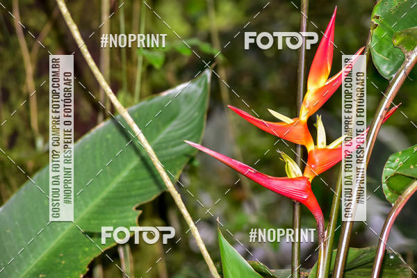 Buy your photos of the eventCorridas de Montanha - Etapa Paranapiacaba on Fotop