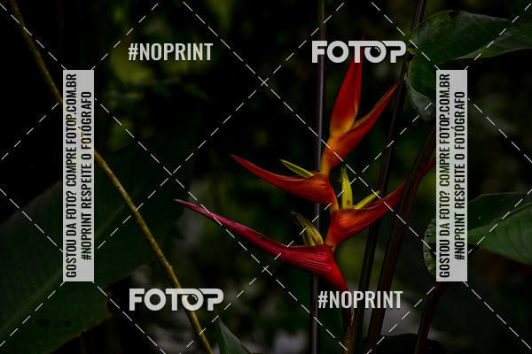 Buy your photos of the eventCorridas de Montanha - Etapa Paranapiacaba on Fotop