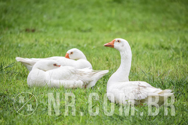 Buy your photos of the eventNR Fun 07 a 10/10/18 on Fotop