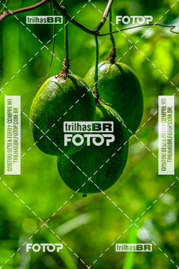 Compra tus fotos del eventoAudax Floirpa 300km En Fotop