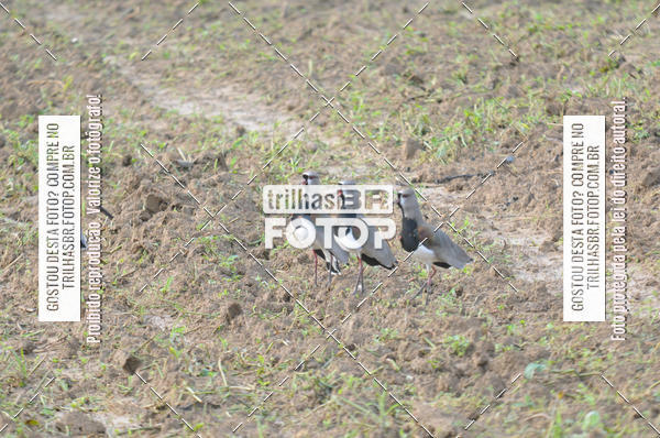 Buy your photos of the eventAudax Floripa 600km on Fotop