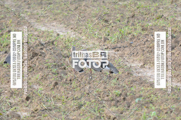 Buy your photos of the eventAudax Floripa 600km on Fotop