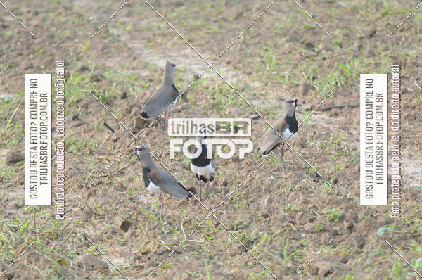 Buy your photos of the eventAudax Floripa 600km on Fotop