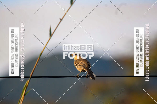 Buy your photos of the eventAudax Floripa 600km on Fotop