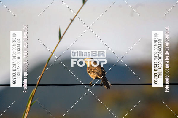 Buy your photos of the eventAudax Floripa 600km on Fotop