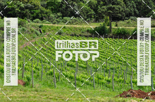 Buy your photos of the eventCIRCUITO DOS VINHEDOS - VINHOS DE ALTITUDE on Fotop