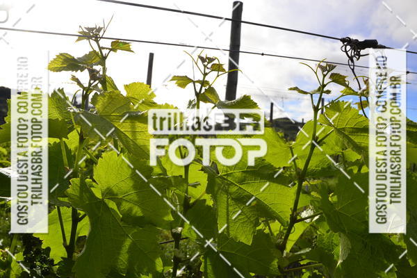Buy your photos of the eventCIRCUITO DOS VINHEDOS - VINHOS DE ALTITUDE on Fotop