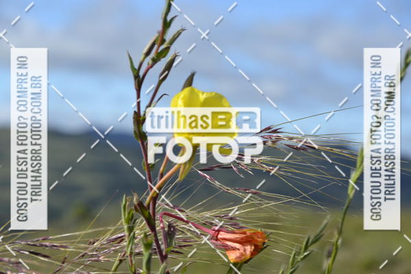 Buy your photos of the eventCIRCUITO DOS VINHEDOS - VINHOS DE ALTITUDE on Fotop