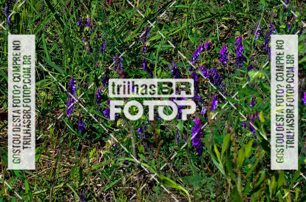 Buy your photos of the eventCIRCUITO DOS VINHEDOS - VINHOS DE ALTITUDE on Fotop