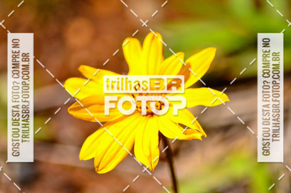 Buy your photos of the eventCIRCUITO DOS VINHEDOS - VINHOS DE ALTITUDE on Fotop