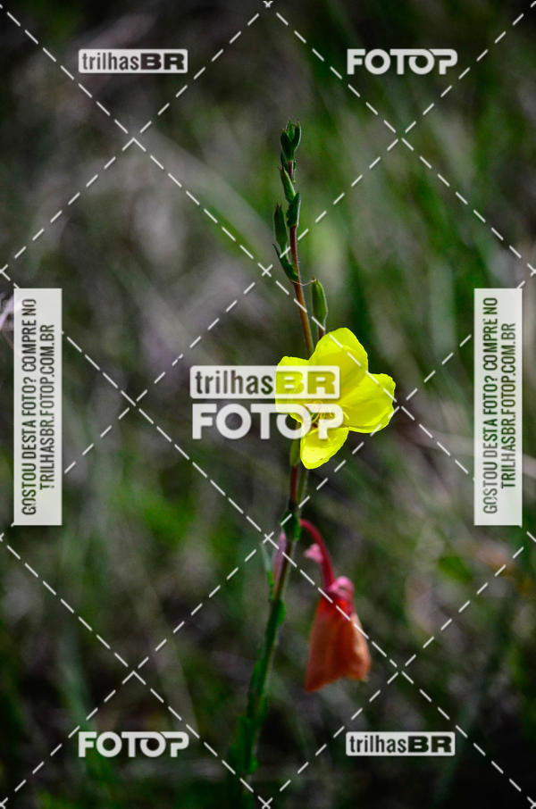 Buy your photos of the eventCIRCUITO DOS VINHEDOS - VINHOS DE ALTITUDE on Fotop