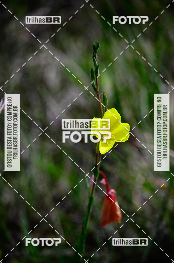Buy your photos of the eventCIRCUITO DOS VINHEDOS - VINHOS DE ALTITUDE on Fotop