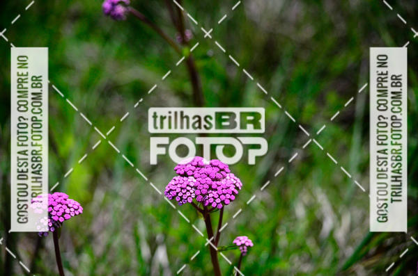 Buy your photos of the eventCIRCUITO DOS VINHEDOS - VINHOS DE ALTITUDE on Fotop