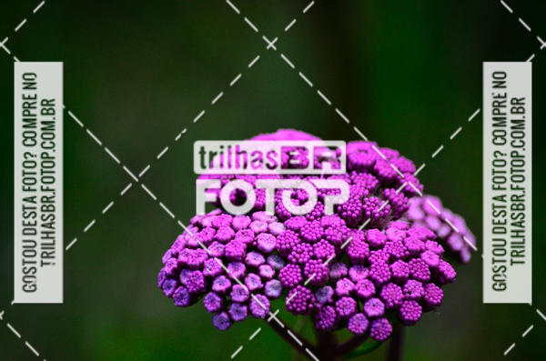 Buy your photos of the eventCIRCUITO DOS VINHEDOS - VINHOS DE ALTITUDE on Fotop