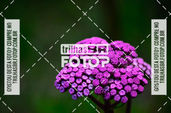 Buy your photos of the eventCIRCUITO DOS VINHEDOS - VINHOS DE ALTITUDE on Fotop