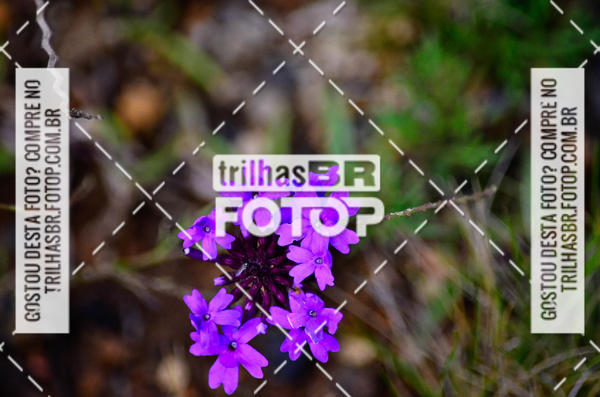 Buy your photos of the eventCIRCUITO DOS VINHEDOS - VINHOS DE ALTITUDE on Fotop