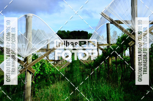 Buy your photos of the eventCIRCUITO DOS VINHEDOS - VINHOS DE ALTITUDE on Fotop