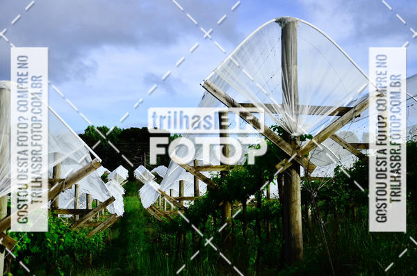 Buy your photos of the eventCIRCUITO DOS VINHEDOS - VINHOS DE ALTITUDE on Fotop