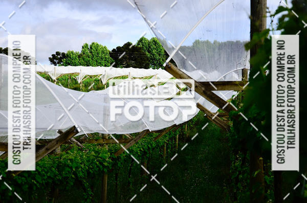 Buy your photos of the eventCIRCUITO DOS VINHEDOS - VINHOS DE ALTITUDE on Fotop
