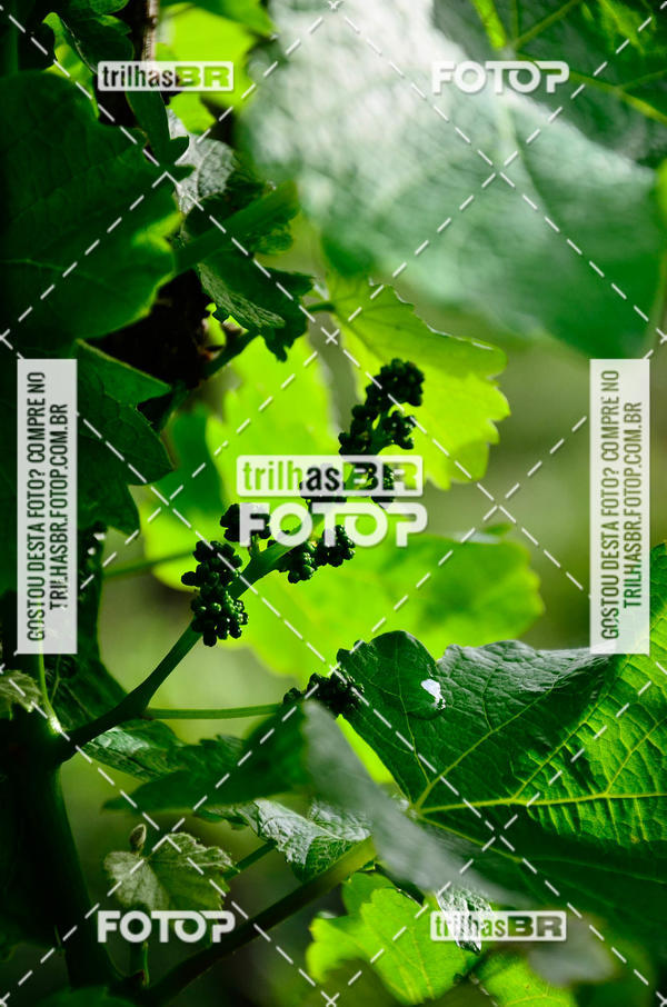 Buy your photos of the eventCIRCUITO DOS VINHEDOS - VINHOS DE ALTITUDE on Fotop