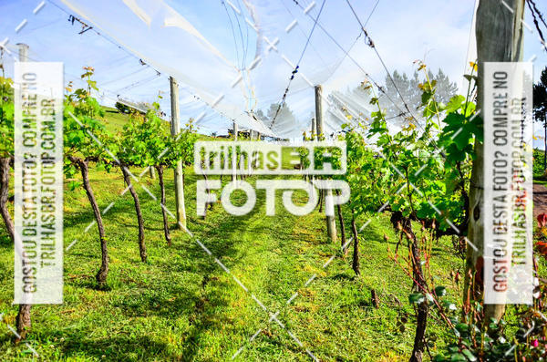 Buy your photos of the eventCIRCUITO DOS VINHEDOS - VINHOS DE ALTITUDE on Fotop