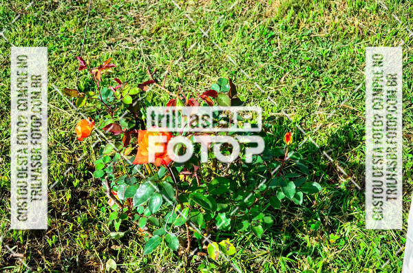 Buy your photos of the eventCIRCUITO DOS VINHEDOS - VINHOS DE ALTITUDE on Fotop