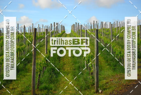 Buy your photos of the eventCIRCUITO DOS VINHEDOS - VINHOS DE ALTITUDE on Fotop