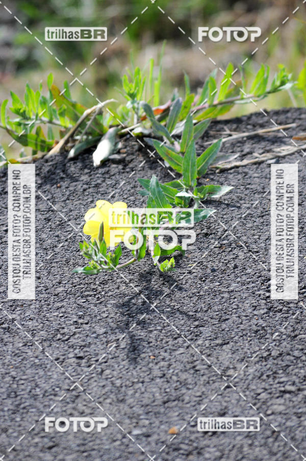 Buy your photos of the eventCIRCUITO DOS VINHEDOS - VINHOS DE ALTITUDE on Fotop