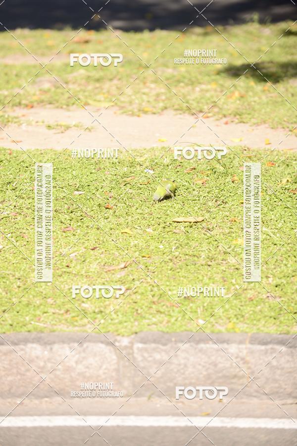 Buy your photos of the event30A CORRIDA DOS ENGENHEIROS E ARQUITETOS on Fotop