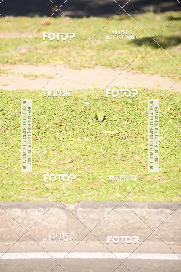 Buy your photos of the event30A CORRIDA DOS ENGENHEIROS E ARQUITETOS on Fotop