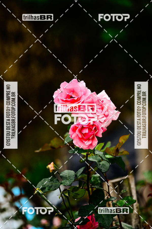 Buy your photos of the event10 corrida de Angelina on Fotop