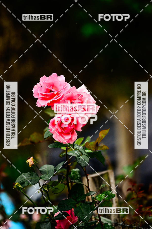 Buy your photos of the event10 corrida de Angelina on Fotop