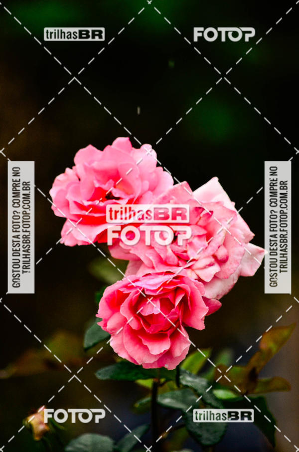 Buy your photos of the event10 corrida de Angelina on Fotop