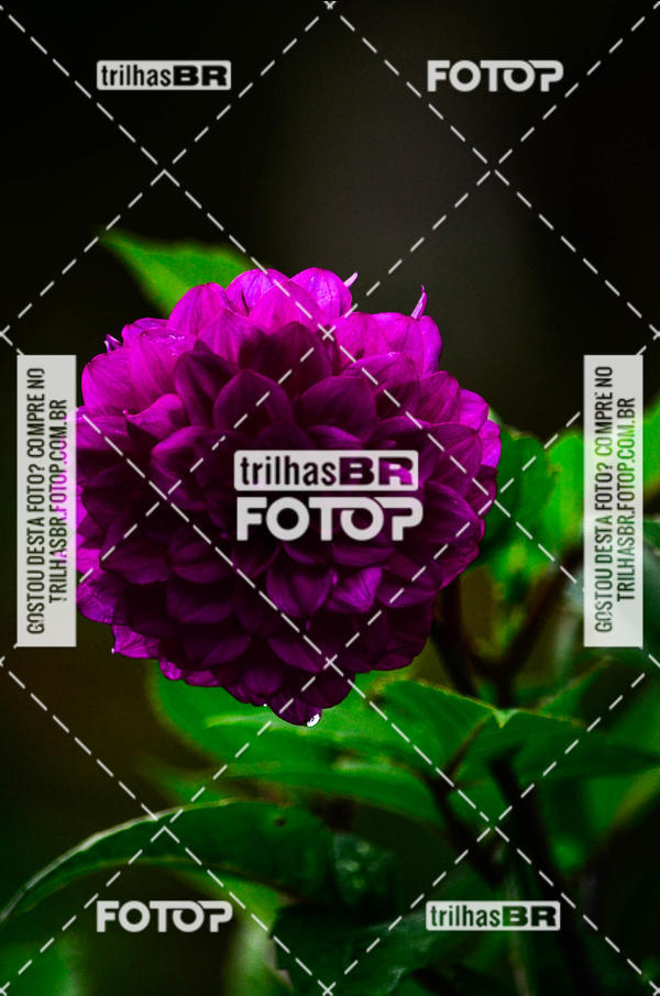 Buy your photos of the event10 corrida de Angelina on Fotop