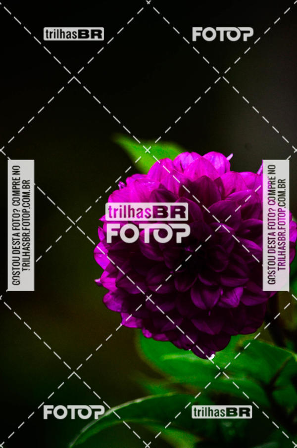 Buy your photos of the event10 corrida de Angelina on Fotop