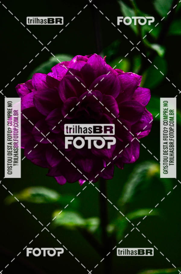 Buy your photos of the event10 corrida de Angelina on Fotop
