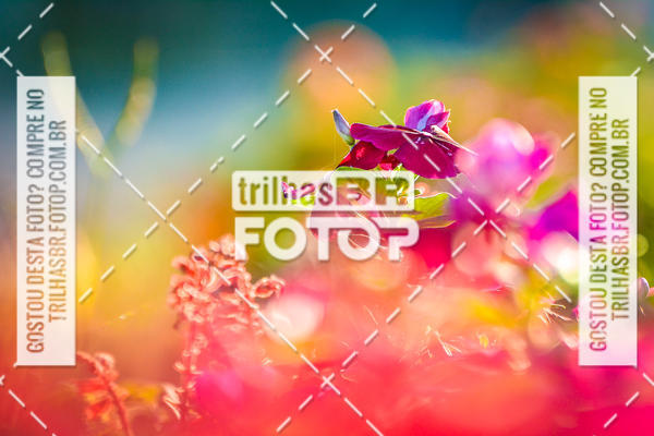 Buy your photos of the eventAudax Floripa - Fraiburgo on Fotop