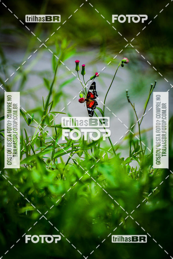 Buy your photos of the eventAudax Floripa - Fraiburgo on Fotop